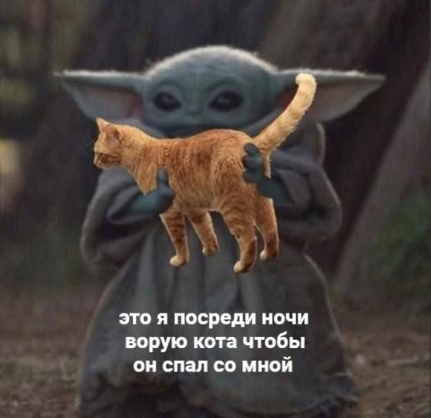 это я посреди ночи ворую кота чтобы он спал со мной