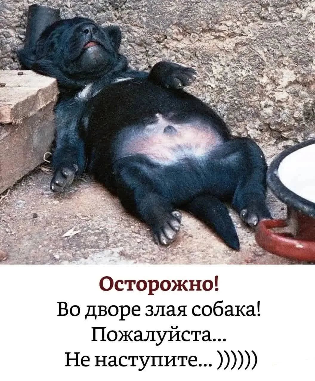 Осторожно! Во дворе злая собака! Пожалуйста... Не наступите... )))))