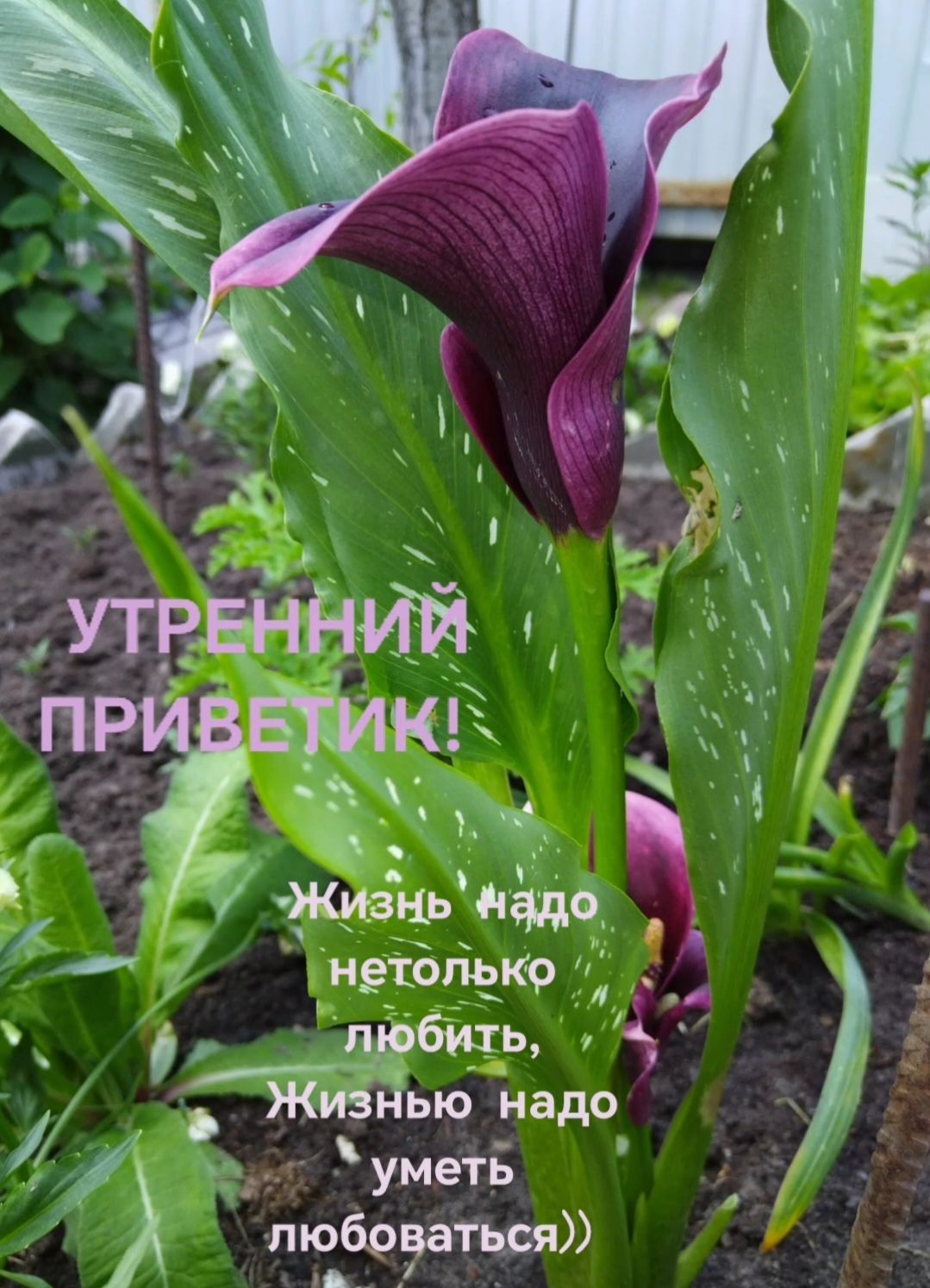 УТРЕННИЙ ПРИВЕТИК! Жизнь надо нетолько любить, Жизнью надо уметь любоваться))