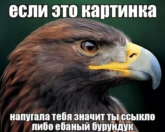 если это картинка напугала тебя значит ты ссыкло либо ебаный бурундук