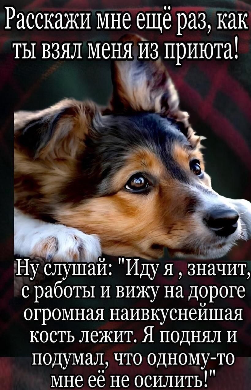 Расскажи мне ещё раз, как ты взял меня из приюта! Ну слушай: Иду я, значит, с работы и вижу на дороге огромная наивкуснейшая кость лежит. Я поднял и подумал, что одному-то мне её не осилить!