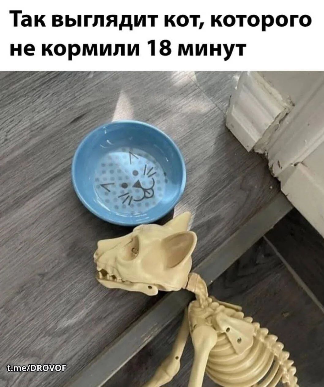 Так выглядит кот, которого не кормили 18 минут