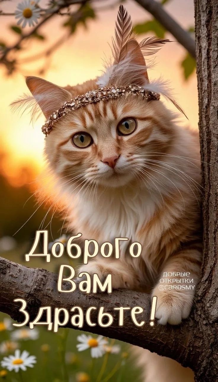 Доброго Вам Здрасьте! ДОБРЫЕ ОТКРЫТКИ @CARDSMY