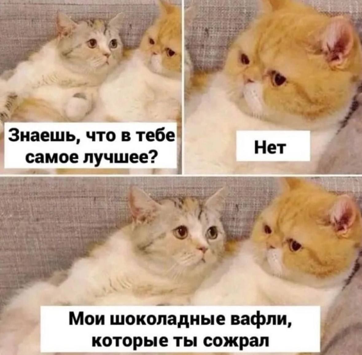 Знаешь, что в тебе самое лучшее?
Нет
Мои шоколадные вафли, которые ты сожрал