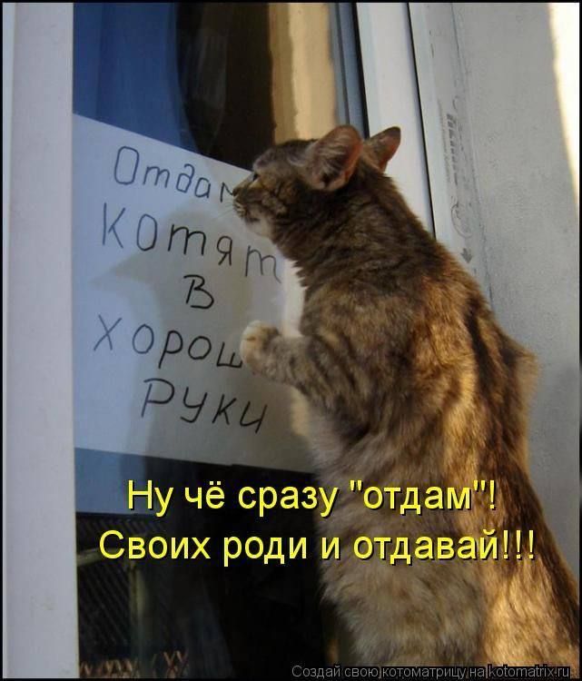 Отдам котят в хорошие руки. Ну чё сразу 