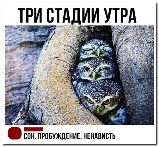 ТРИ СТАДИИ УТРА СОН. ПРОБУЖДЕНИЕ. НЕНАВИСТЬ