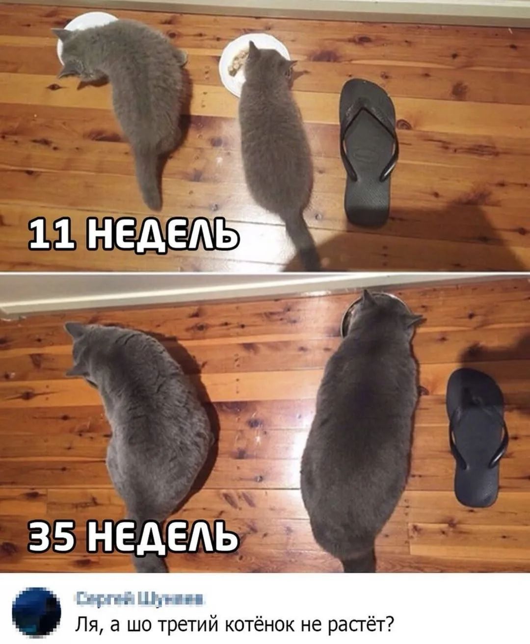 11 НЕДЕЛЬ 35 НЕДЕЛЬ Ля, а шо третий котёнок не растёт?