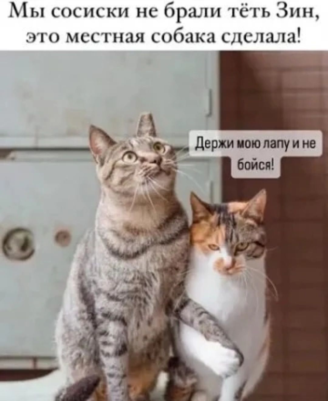 Мы сосиски не брали тёть Зин, это местная собака сделала! Держи мою лапу и не бойся!