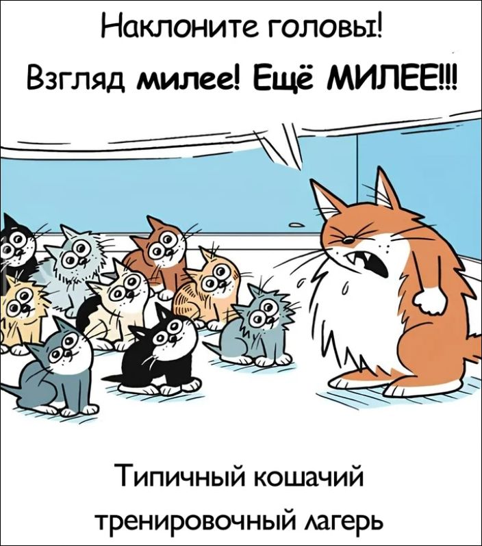 Наклоните головы! Взгляд милее! Ещё МИЛЕЕ!!! Типичный кошачий тренировочный лагерь