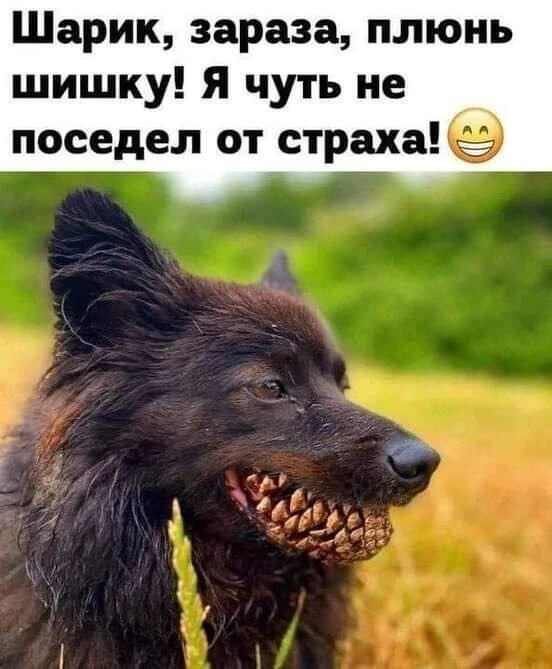 Шарик, зараза, плюнь шишку! Я чуть не поседел от страха!