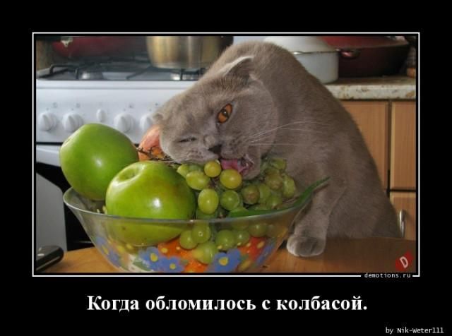 Когда обломилось с колбасой.
