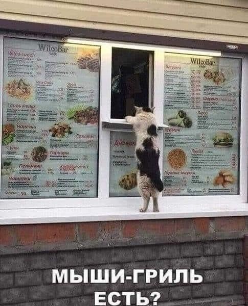 Кот стоит у окна кафе WilcoBar, где висит меню. Внизу надпись: 