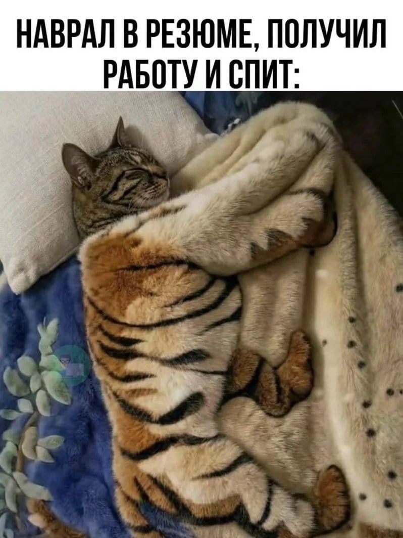 НАВРАЛ В РЕЗЮМЕ, ПОЛУЧИЛ РАБОТУ И СПИТ: Кот спит под одеялом, имитирующим тигровую шкуру.