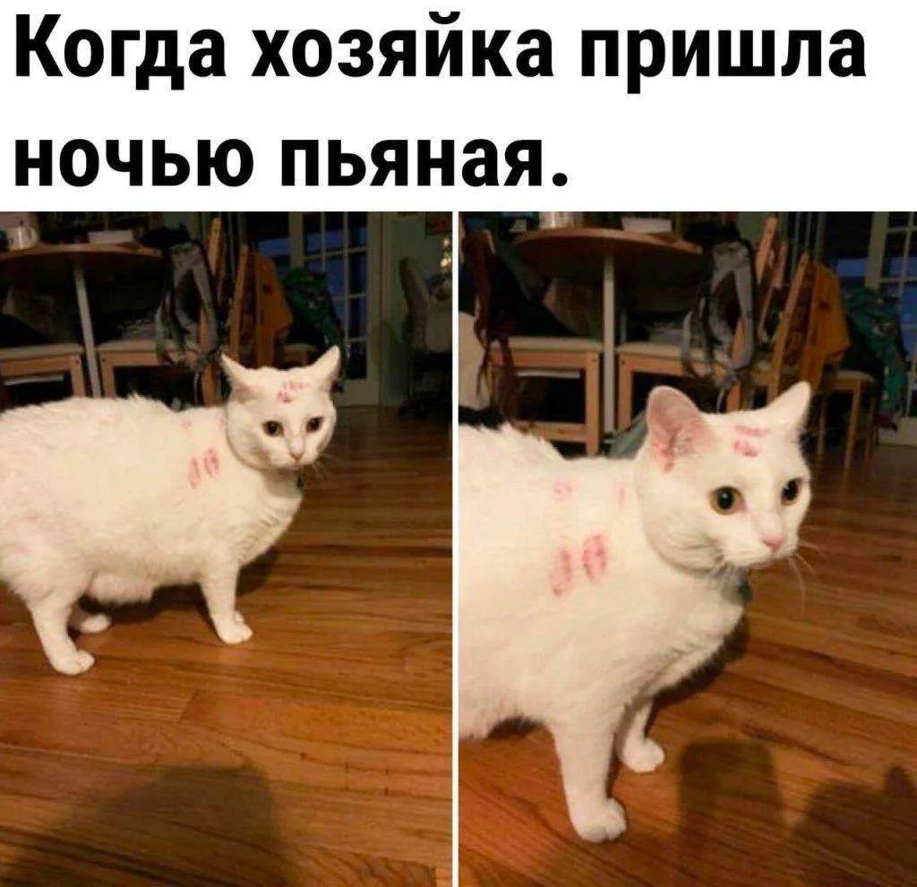 Когда хозяйка пришла ночью пьяная.
