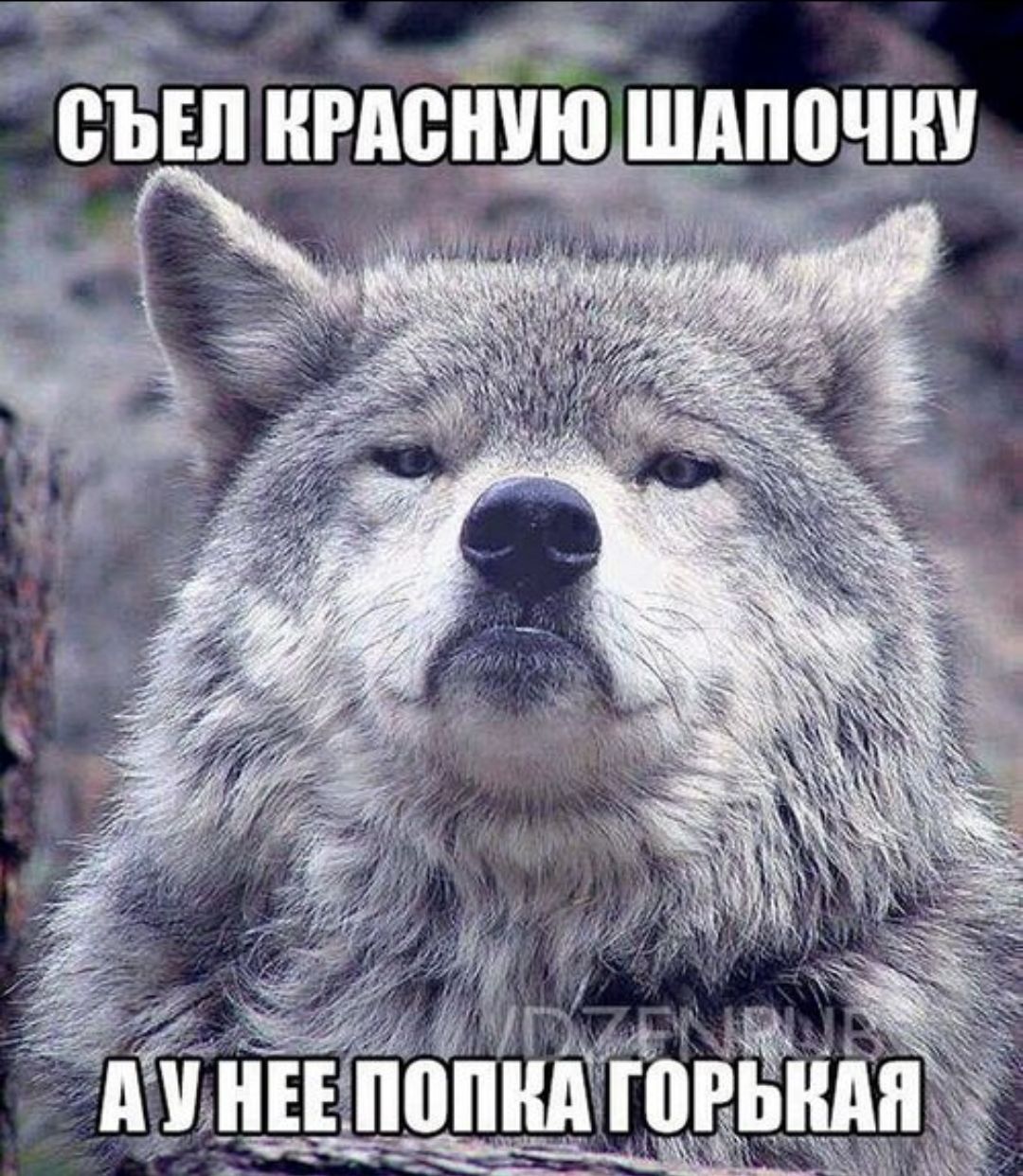 СЪЕЛ КРАСНУЮ ШАПОЧКУ А У НЕЕ ПОПКА ГОРЬКАЯ
