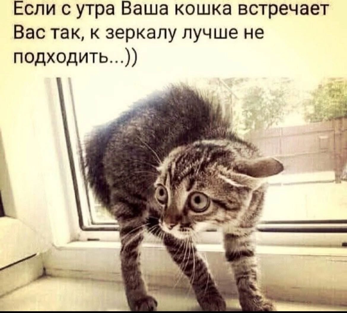 Если с утра Ваша кошка встречает Вас так, к зеркалу лучше не подходить...))