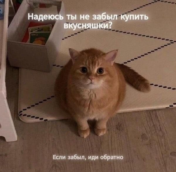 Надеюсь ты не забыл купить вкусняшки? Если забыл, иди обратно