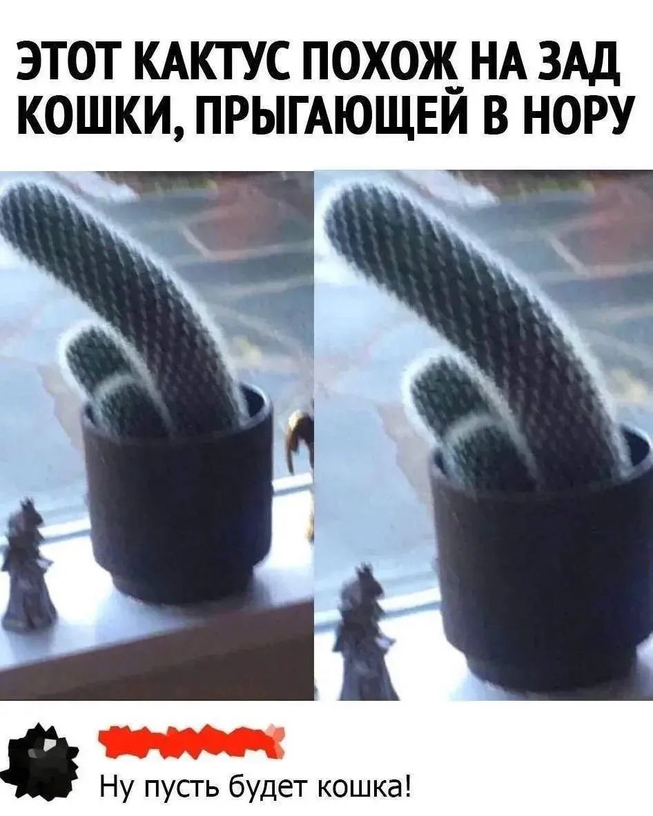 ЭТОТ КАКТУС ПОХОЖ НА ЗАД КОШКИ, ПРЫГАЮЩЕЙ В НОРУ. Ну пусть будет кошка!