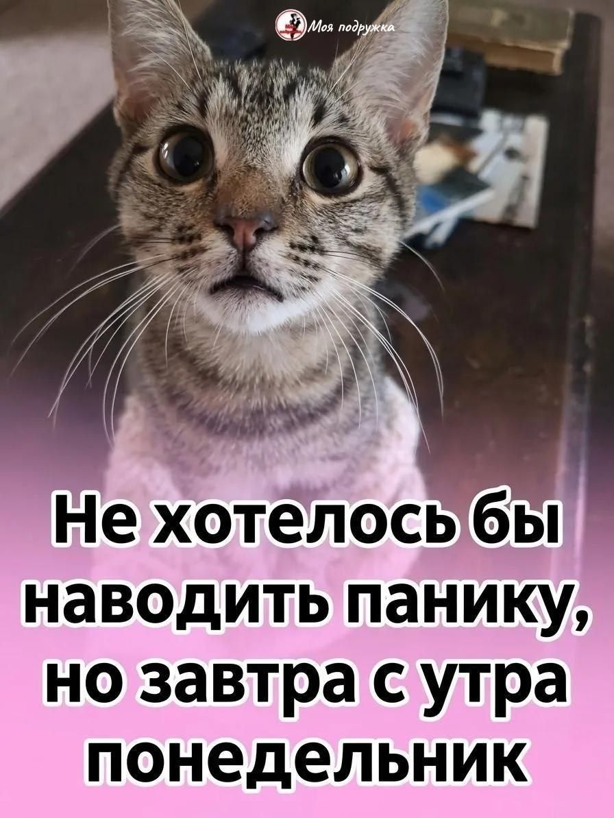 Моя подружка Не хотелось бы наводить панику, но завтра с утра понедельник