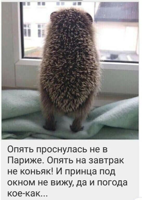 Опять проснулась не в Париже. Опять на завтрак не коньяк! И принца под окном не вижу, да и погода кое-как...