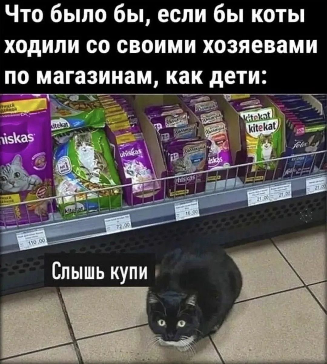 Что было бы, если бы коты ходили со своими хозяевами по магазинам, как дети: Слышь купи