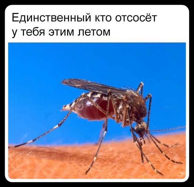 Единственный кто отсосёт у тебя этим летом