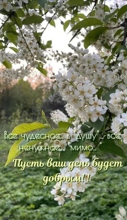 Все чудесное, в 