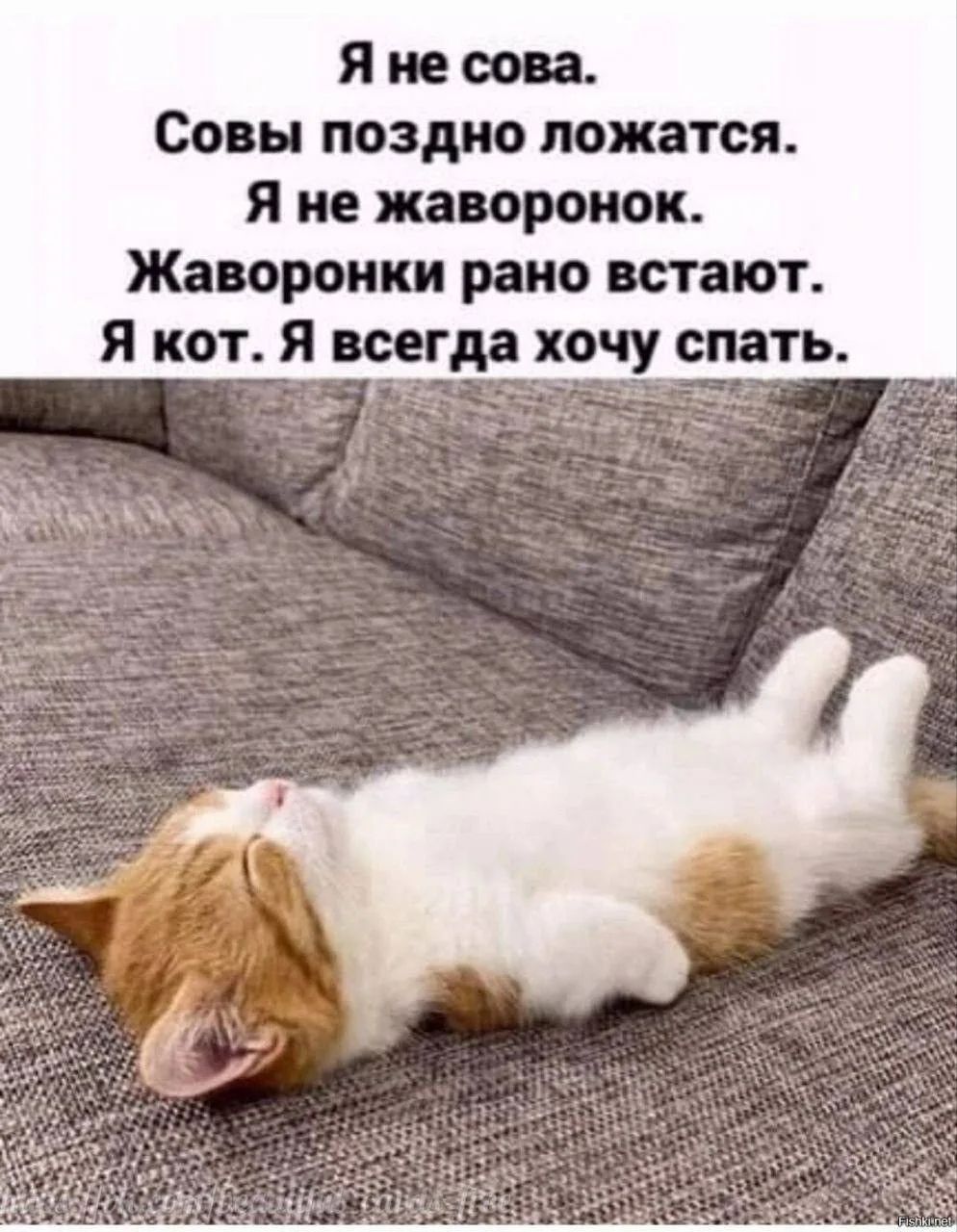 Я не сова. Совы поздно ложатся. Я не жаворонок. Жаворонки рано встают. Я кот. Я всегда хочу спать.