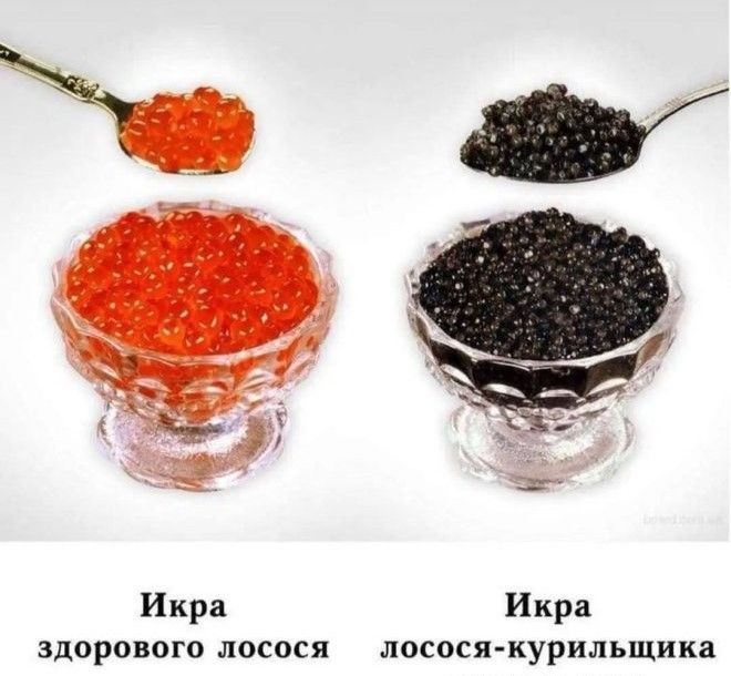 Икра здорового лосося Икра лосося-курильщика