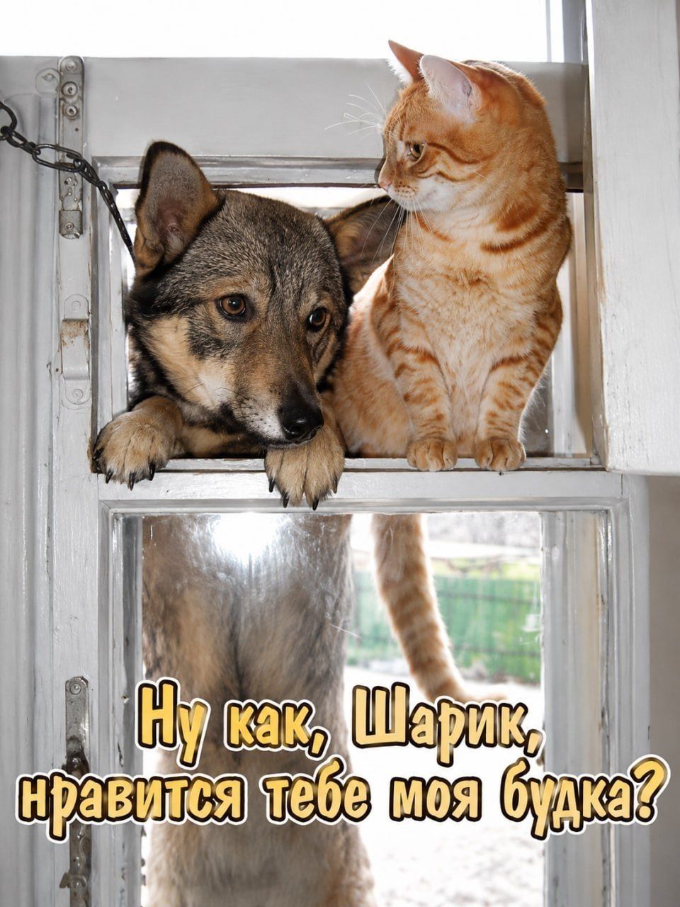 Ну как, Шарик, нравится тебе моя будка?