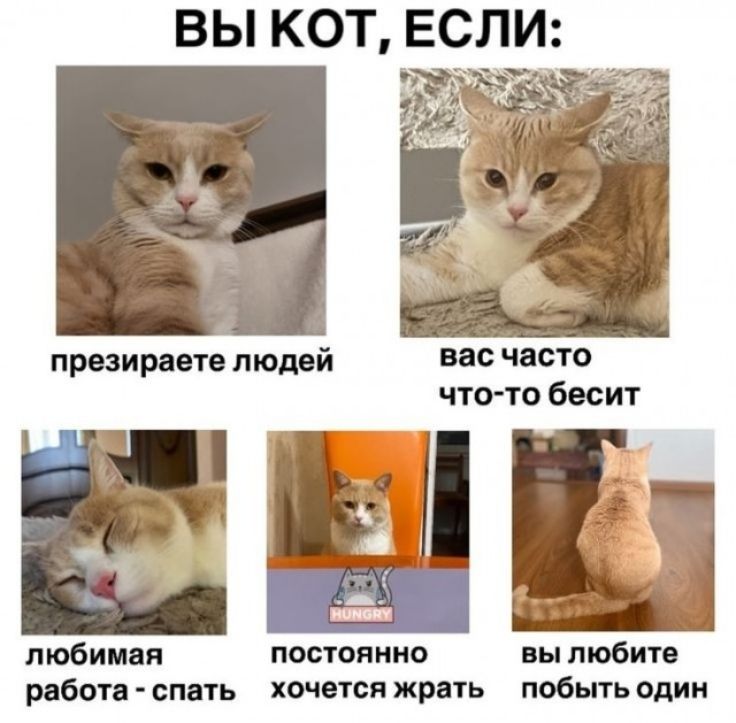 ВЫ КОТ, ЕСЛИ: презираете людей, вас часто что-то бесит, любимая работа - спать, постоянно хочется жрать, вы любите побыть один
