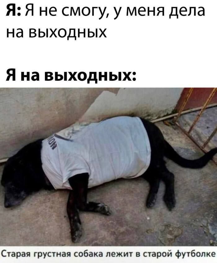 Я: Я не смогу, у меня дела на выходных
Я на выходных:
Старая грустная собака лежит в старой футболке
