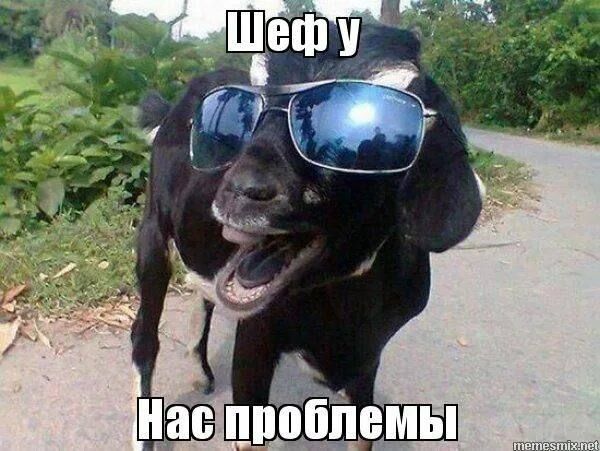Шеф у Нас проблемы
