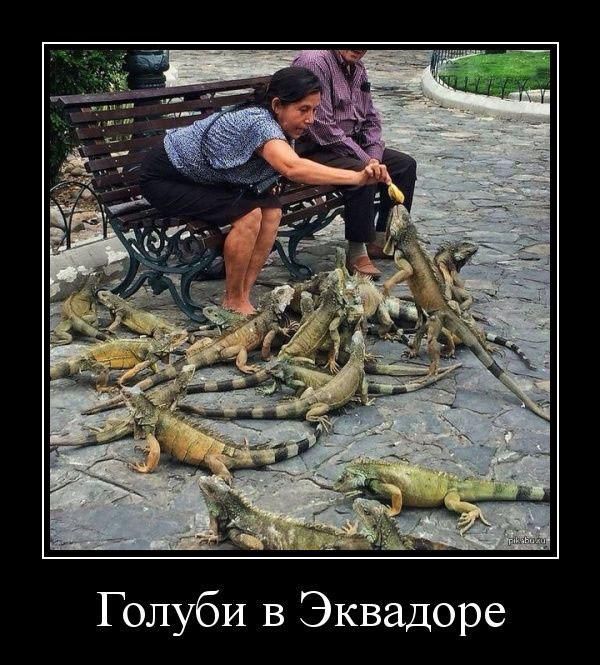 Голуби в Эквадоре. Женщина сидит на скамейке и кормит игуан бананом.