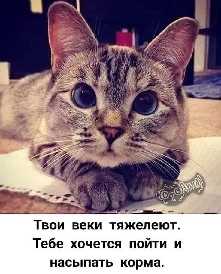 Твои веки тяжелеют. Тебе хочется пойти и насыпать корма.