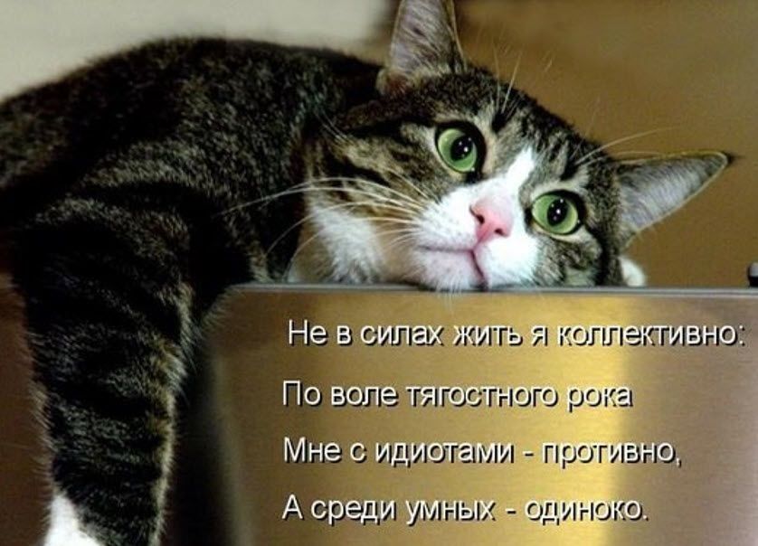 Не в силах жить я коллективно: По воле тягостного рока Мне с идиотами - противно, А среди умных - одиноко.
