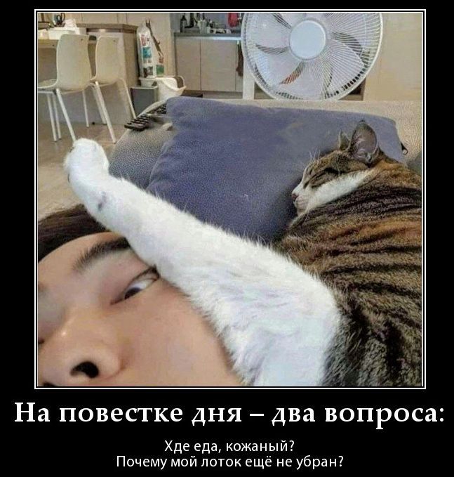 На повестке дня – два вопроса: Где еда, кожаный? Почему мой лоток ещё не убран?