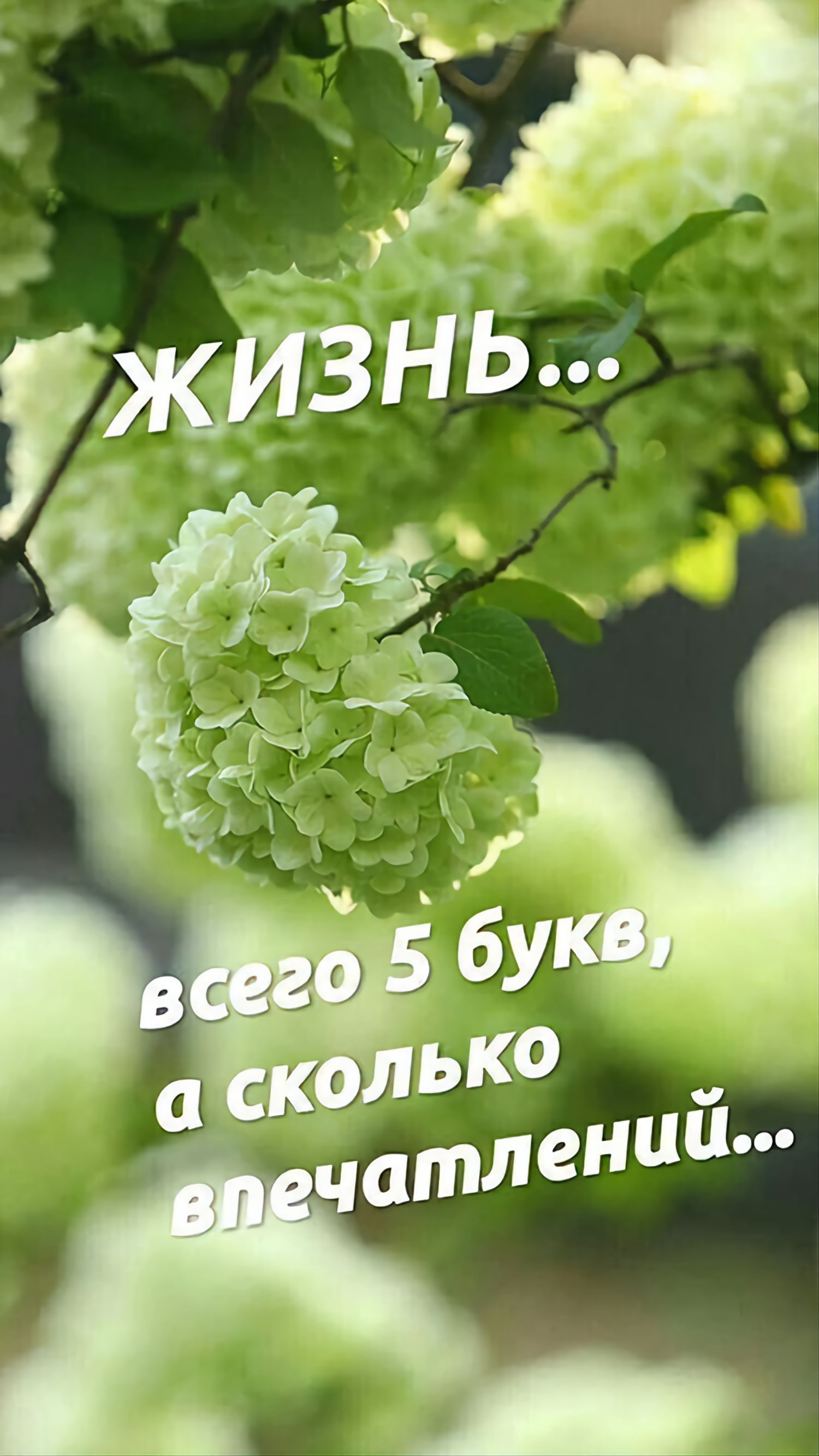 ЖИЗНЬ... всего 5 букв, а сколько впечатлений...