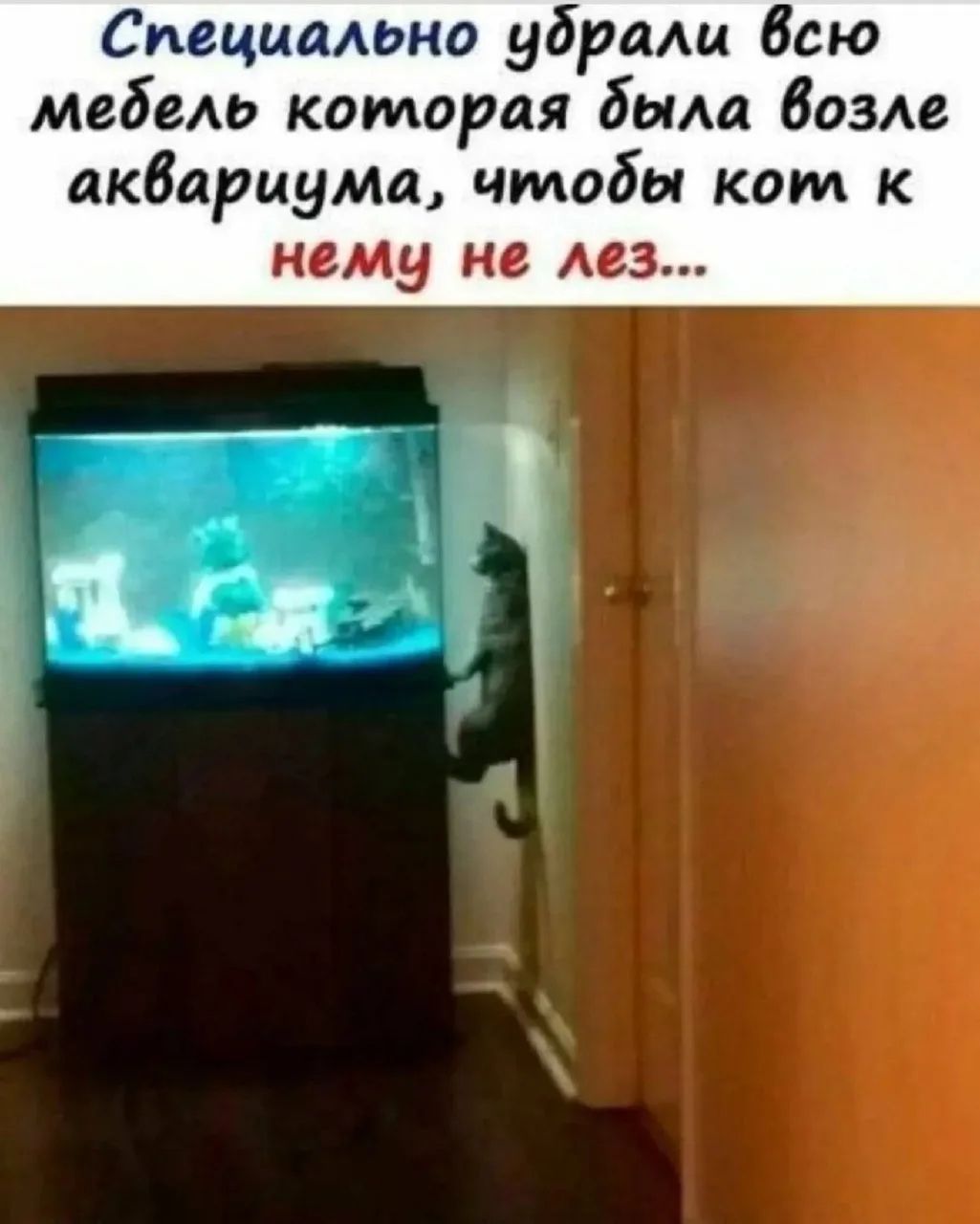 Специально убрали всю мебель которая была возле аквариума, чтобы кот к нему не лез...