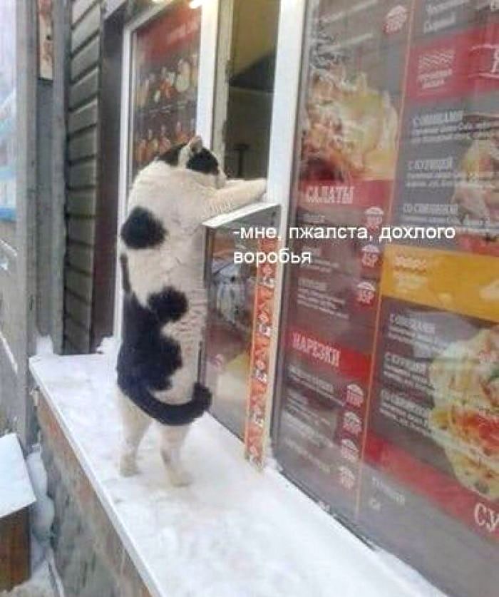 -мне, пжалста, дохлого воробья