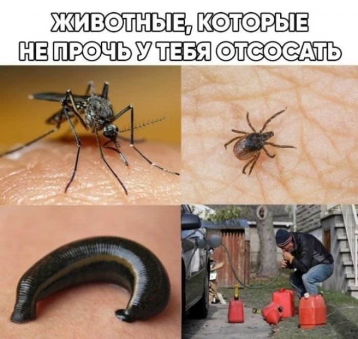 ЖИВОТНЫЕ, КОТОРЫЕ НЕ ПРОЧЬ У ТЕБЯ ОТСОСАТЬ. Комар, клещ, пиявка. Мужчина сливает бензин из машины.