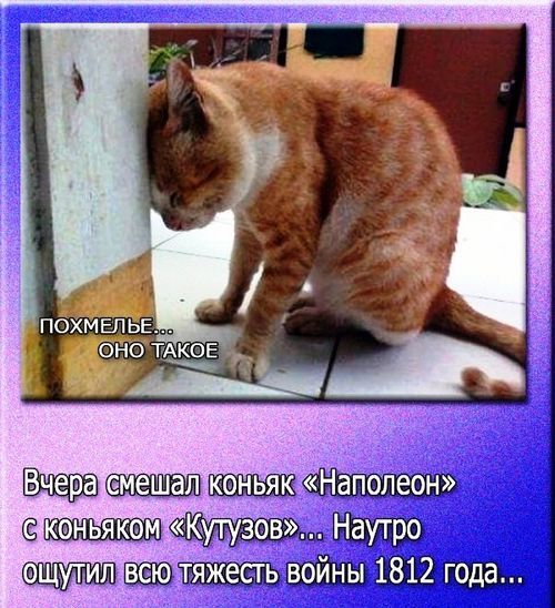 ПОХМЕЛЬЕ... ОНО ТАКОЕ Вчера смешал коньяк «Наполеон» с коньяком «Кутузов»... Наутро ощутил всю тяжесть войны 1812 года...