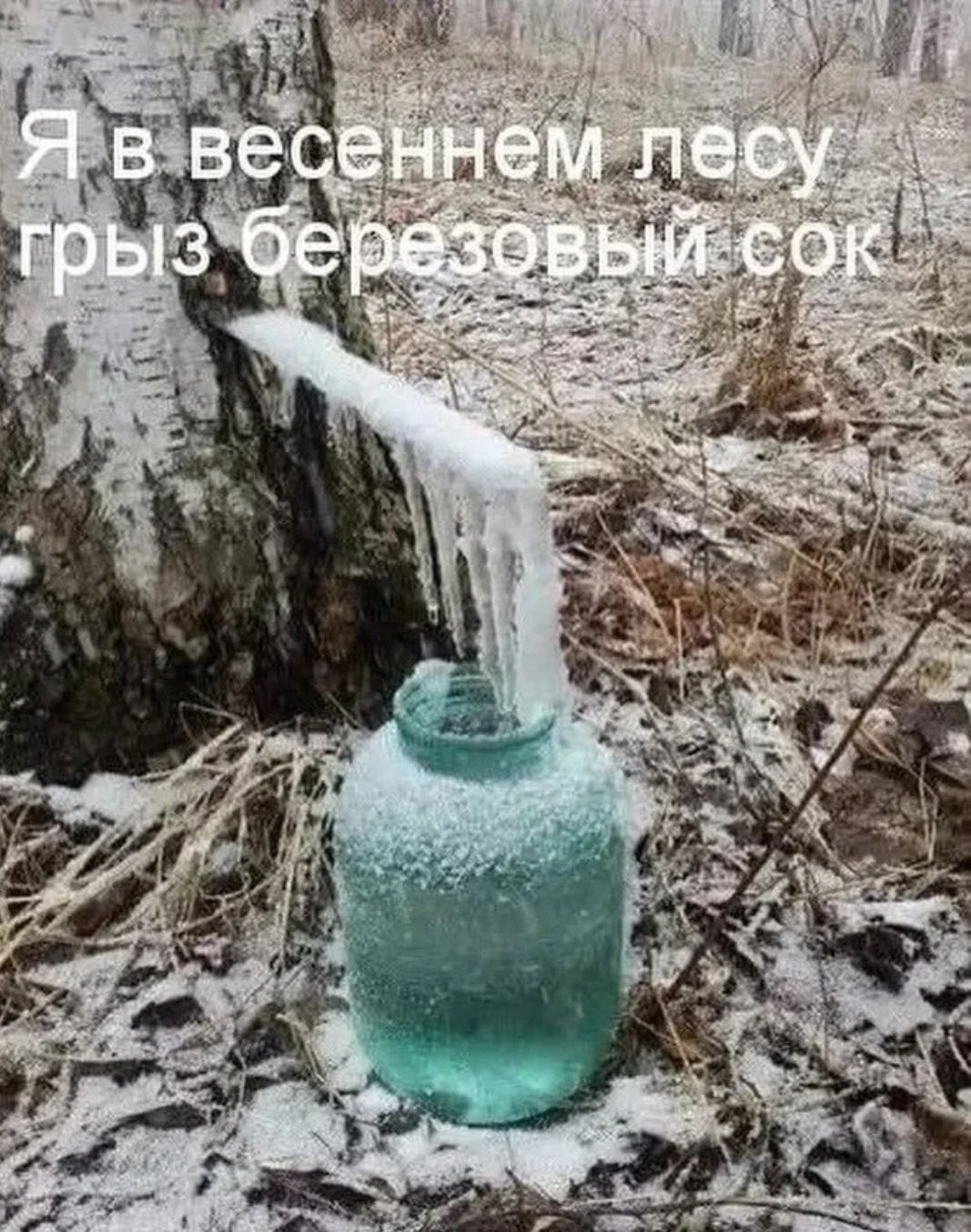 Я в весеннем лесу грыз березовый сок!