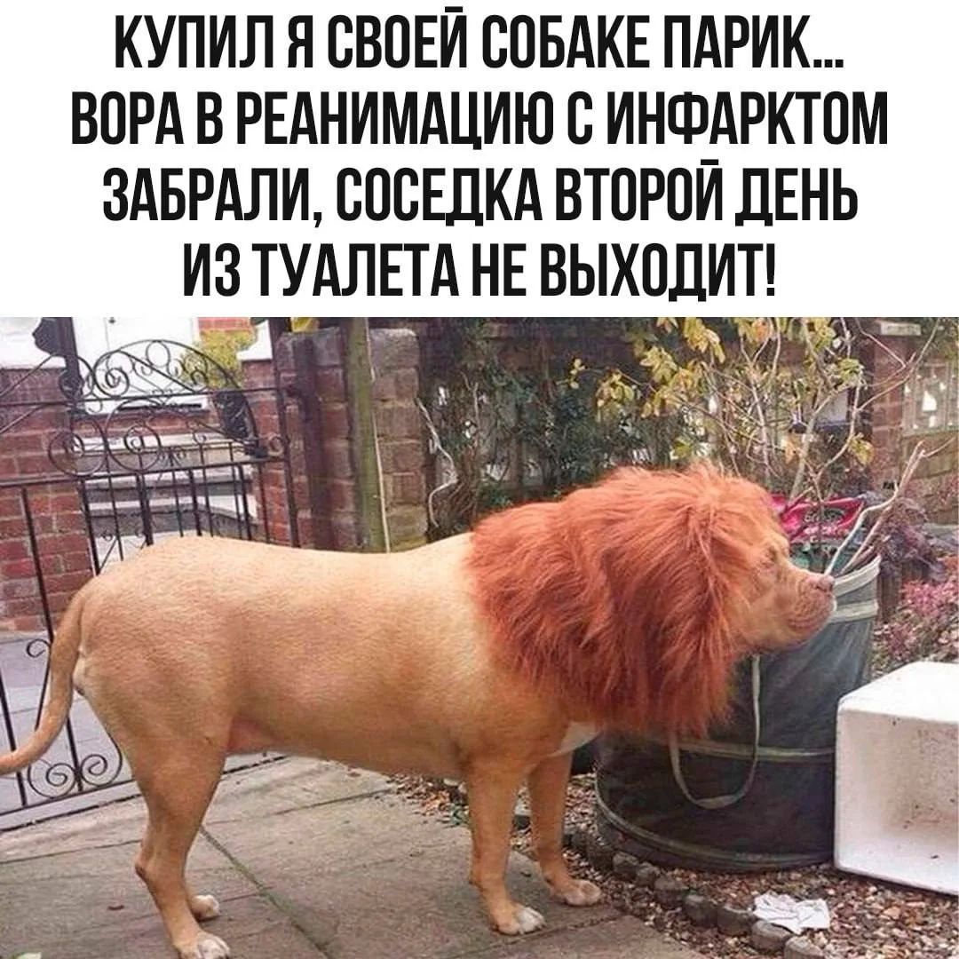 КУПИЛ Я СВОЕЙ СОБАКЕ ПАРИК... ВОРА В РЕАНИМАЦИЮ С ИНФАРКТОМ ЗАБРАЛИ, СОСЕДКА ВТОРОЙ ДЕНЬ ИЗ ТУАЛЕТА НЕ ВЫХОДИТ!