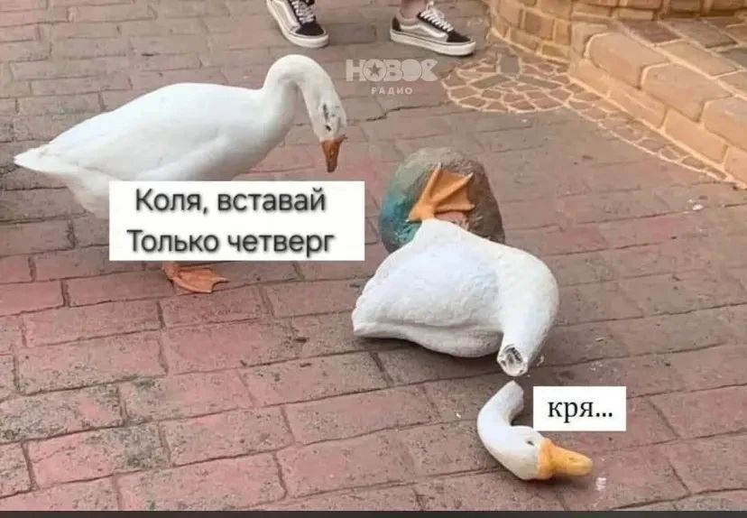 Коля, вставай Только четверг кря...
