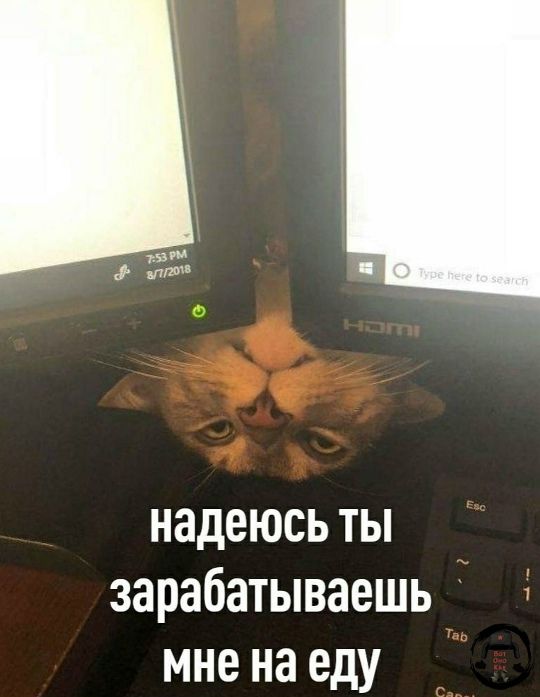 надеюсь ты зарабатываешь мне на еду