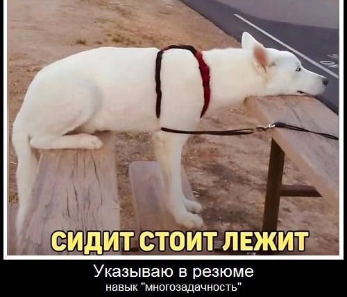 СИДИТ СТОИТ ЛЕЖИТ Указываю в резюме навык 