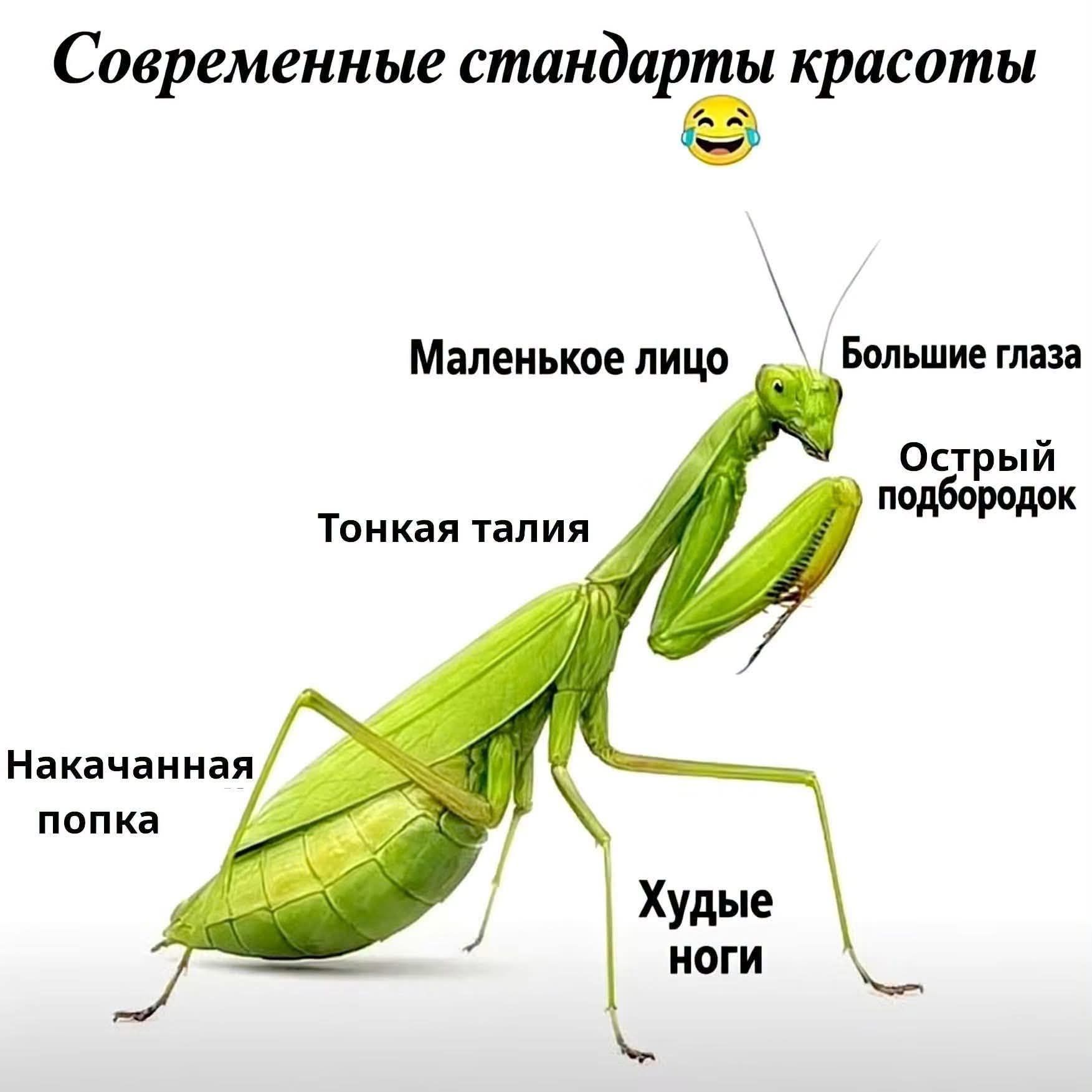 Современные стандарты красоты. Маленькое лицо, большие глаза, острый подбородок, тонкая талия, накачанная попка, худые ноги.