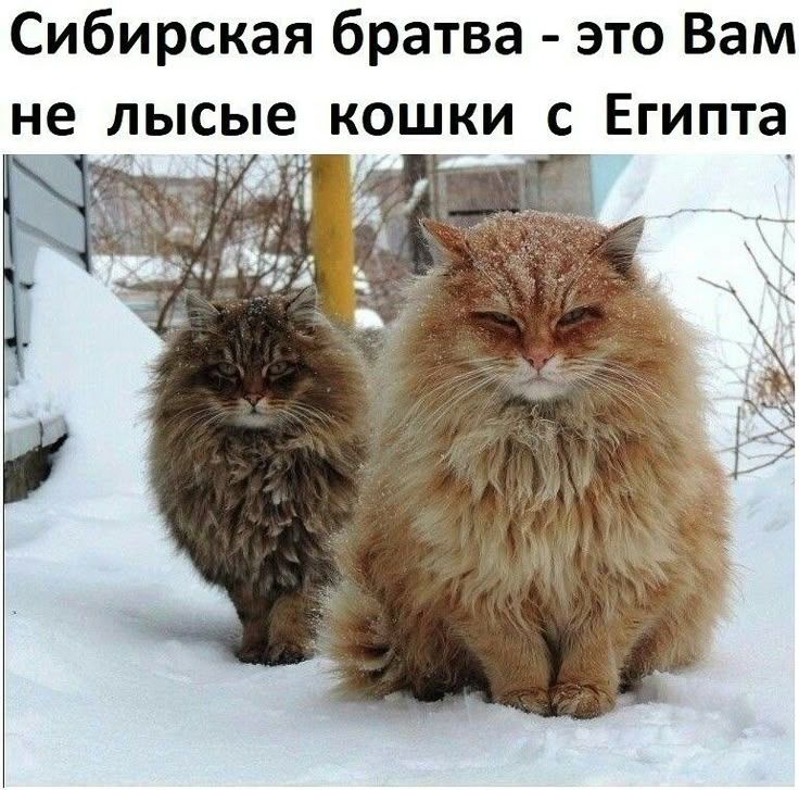 Сибирская братва - это Вам не лысые кошки с Египта