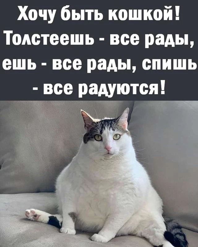 Хочу быть кошкой! Толстеешь - все рады, ешь - все рады, спишь - все радуются!